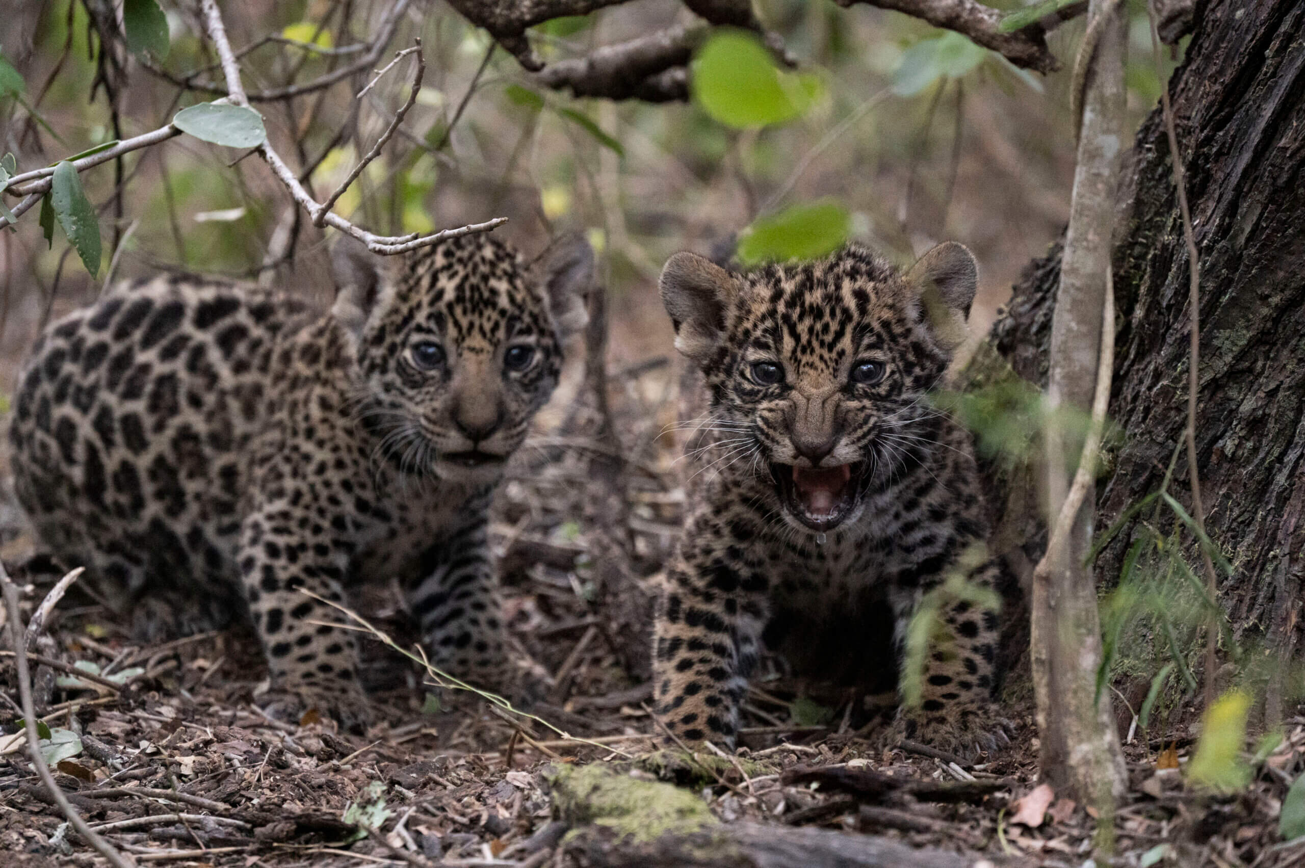 Jaguars, a keystone species, are reintroduced to the Iberá wetlands
